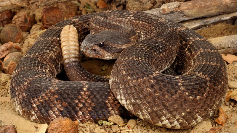 7 States That Are Hotspots For Rattlesnakes