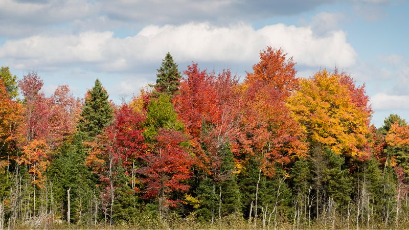 8 Beautiful Species of Maple Trees