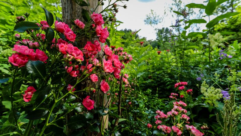 8 Plants You Should Never Grow Next to Roses