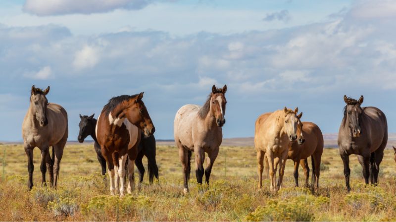 9 Most Popular Horse Breeds In America