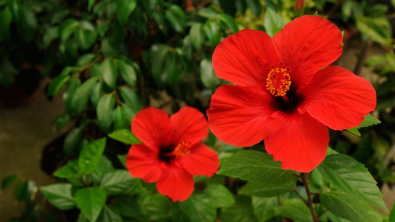 9 Must-Know Tips for Pruning Hibiscus Plants