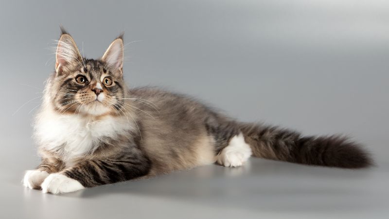 Top 10 Maine Coon Badass Hunting Abilities